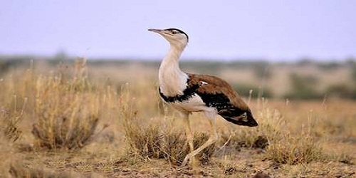Great Indian Bustard (GIB) announced as the new mascot for the 13th UN Convention on the CMS COP-13
