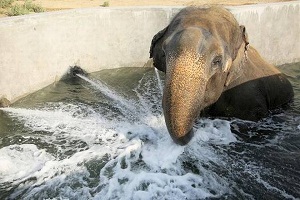 India opens water clinic for Elephants in Mathura