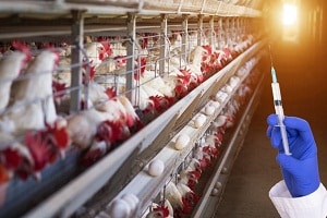 Government bans Colistin- antibiotic used in poultry industry