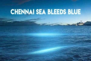 Blue Waves At Chennai Beaches bad for fishes