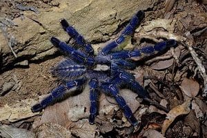Rare Peacock Parachute Spider