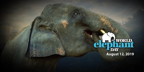 World elephant day 