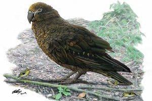 world's largest bird on earth discovered