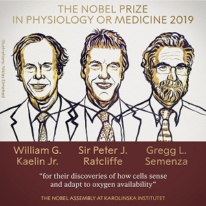 2019 Nobel Prize in Physiology or Medicine
