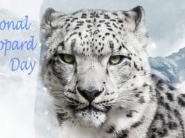 international snow leopard day