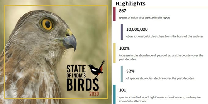 80% Indian bird species population on decline in past 5 yrs: State of