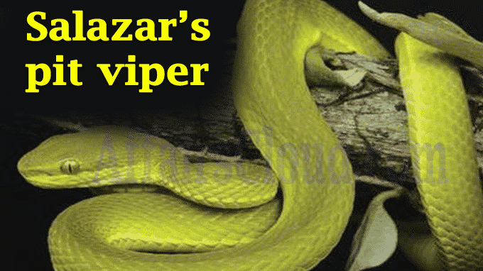 New pit viper in Arunachal Pradesh