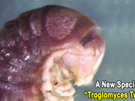 A new species Troglomyces twitteri