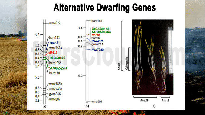 Alternative dwarfing genes in wheat can eliminate rice crop