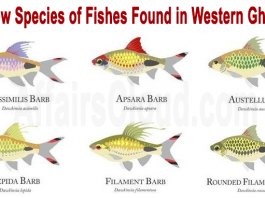 new species of fishes found in Western Ghats
