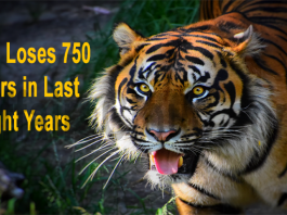 India loses 750 tigers in last eight years