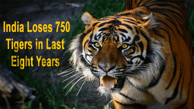 India loses 750 tigers in last eight years