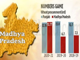 MP becomes country's top wheat procurer