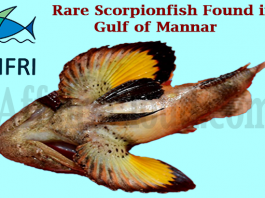 Rare scorpionfish found in Gulf of Mannar