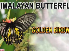 Himalayan butterfly named Golden Birdwing