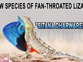 New species of fan-throated lizard Sitana dharwarensis