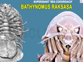 Researchers Find Supergiant 'Sea Cockroach' named 'Bathynomus Raksasa'