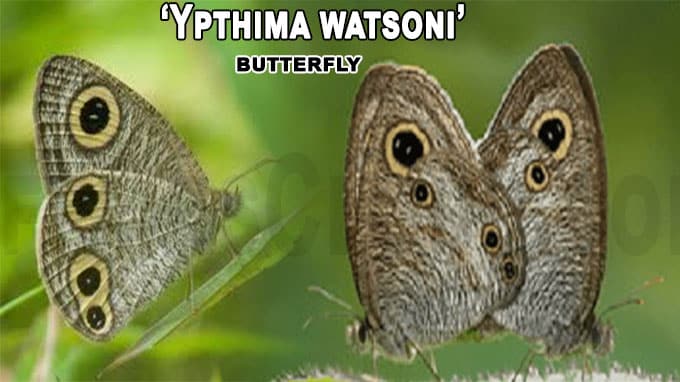 Wildlife researchers rediscover Ypthima watsoni butterfly