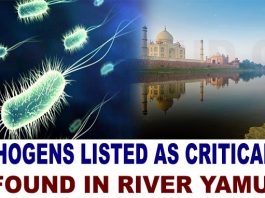 Pathogens listed as critical by WHO found in river Yamuna