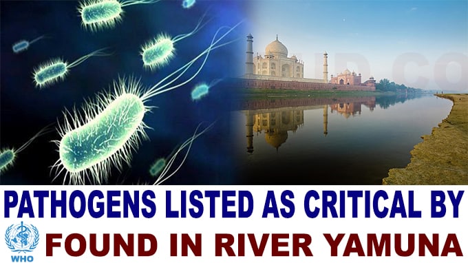 Pathogens listed as critical by WHO found in river Yamuna