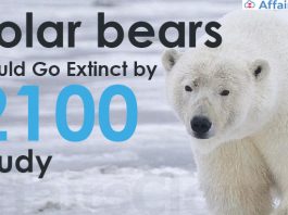 Polar-bears-could-go-extinct-by-2100-Study