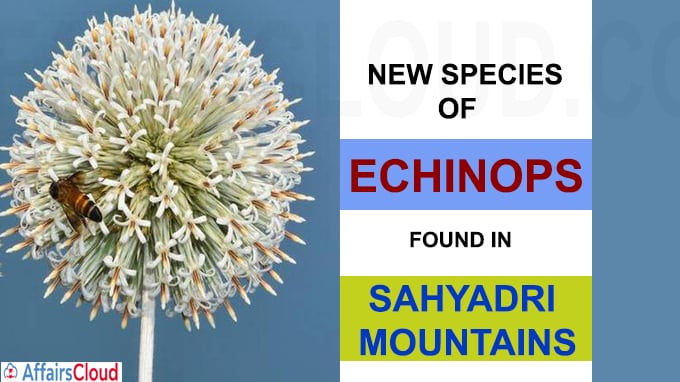 New species of Echinops found in Sahyadri mountains