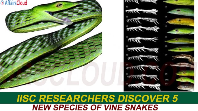 IISc researchers discover 5 new species of vine snakes