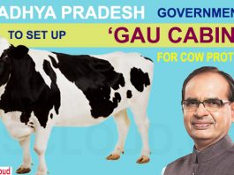 Madhya Pradesh govt to set up gau cabinet for cow protection
