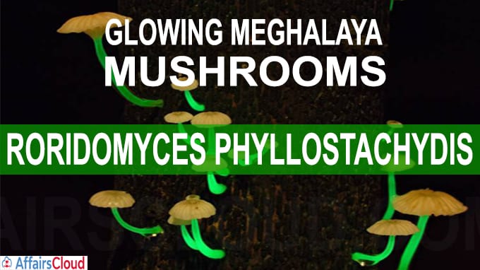 Mystery of Meghalaya’s glowing mushroom