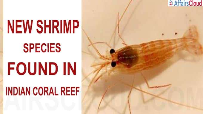 New shrimp species found in Indian coral reef
