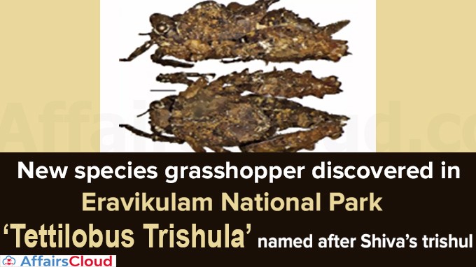 New species grasshopper discovered in Eravikulam National Park new
