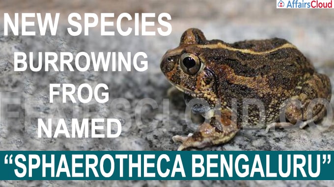 New species of burrowing frog named after Bengaluru new