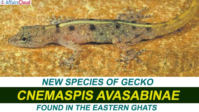 New species of gecko found in the Eastern Ghats