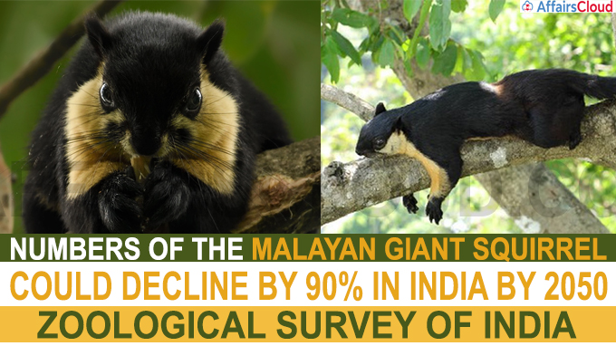 numbers of the Malayan Giant Squirrel could decline by 90 per cent