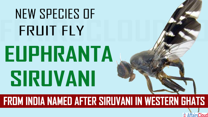 New species of fruit fly from India named after Siruvani in Western Ghats
