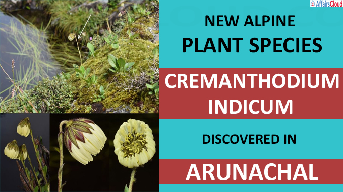 New alpine plant species discovered in Arunachal