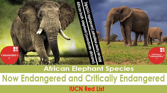 African elephant species now Endangered and Critically Endangered