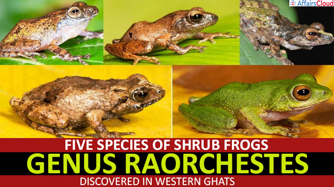 Five species of shrub frogs discovered