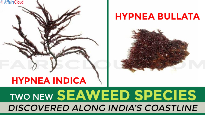 Two new seaweed species discovered along India’s coastline