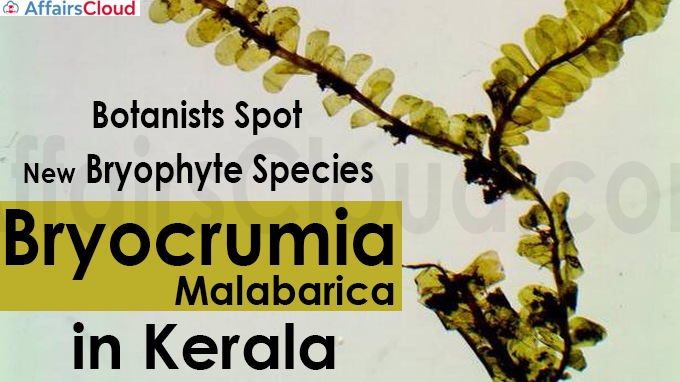 Botanists spot new bryophyte species Bryocrumia malabarica