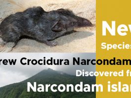 New-species-of-shrew-Crocidura-narcondamica-discovered-from-Narcondam-island