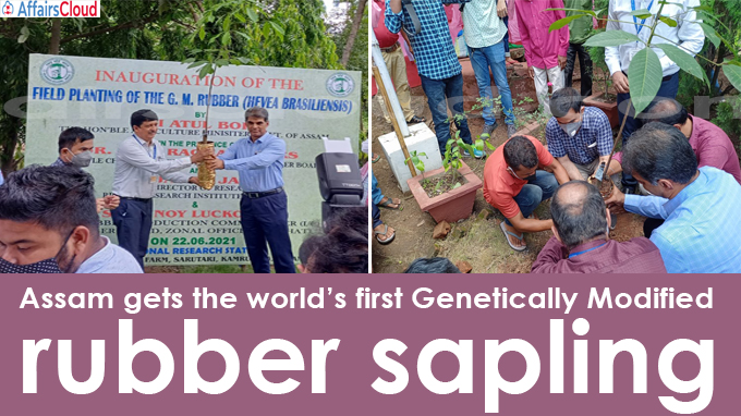 Assam gets the world’s first Genetically Modified rubber sapling
