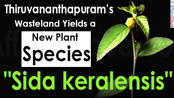 Thiruvananthapuram’s wasteland yields a new plant species Sida keralensis