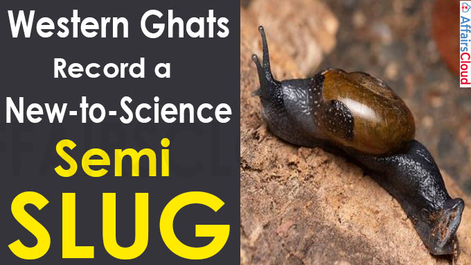 Western Ghats record a new-to-science semi slug