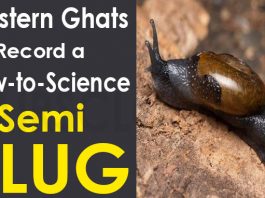 Western Ghats record a new-to-science semi slug
