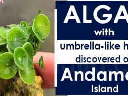 Algae with umbrella-like head, discovered on Andaman Island