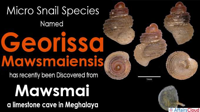 A micro snail species named Georissa mawsmaiensis