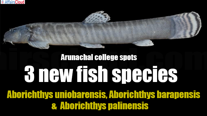 Arunachal college spots 3 new fish species