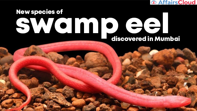 New-species-of-swamp-eel-discovered-in-Mumbai
