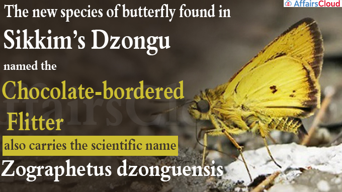 The new species of butterfly, now named the Chocolate-bordered Flitter